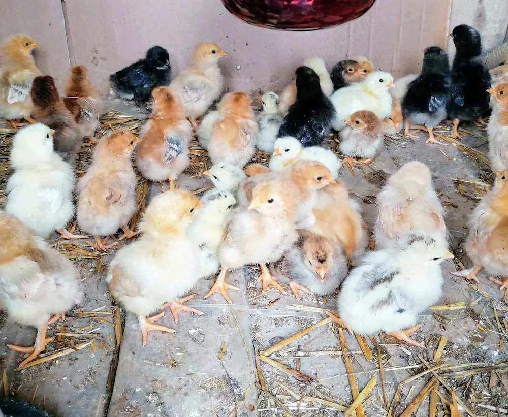 Pui de gaina romanesti de tara - 3-5 zile