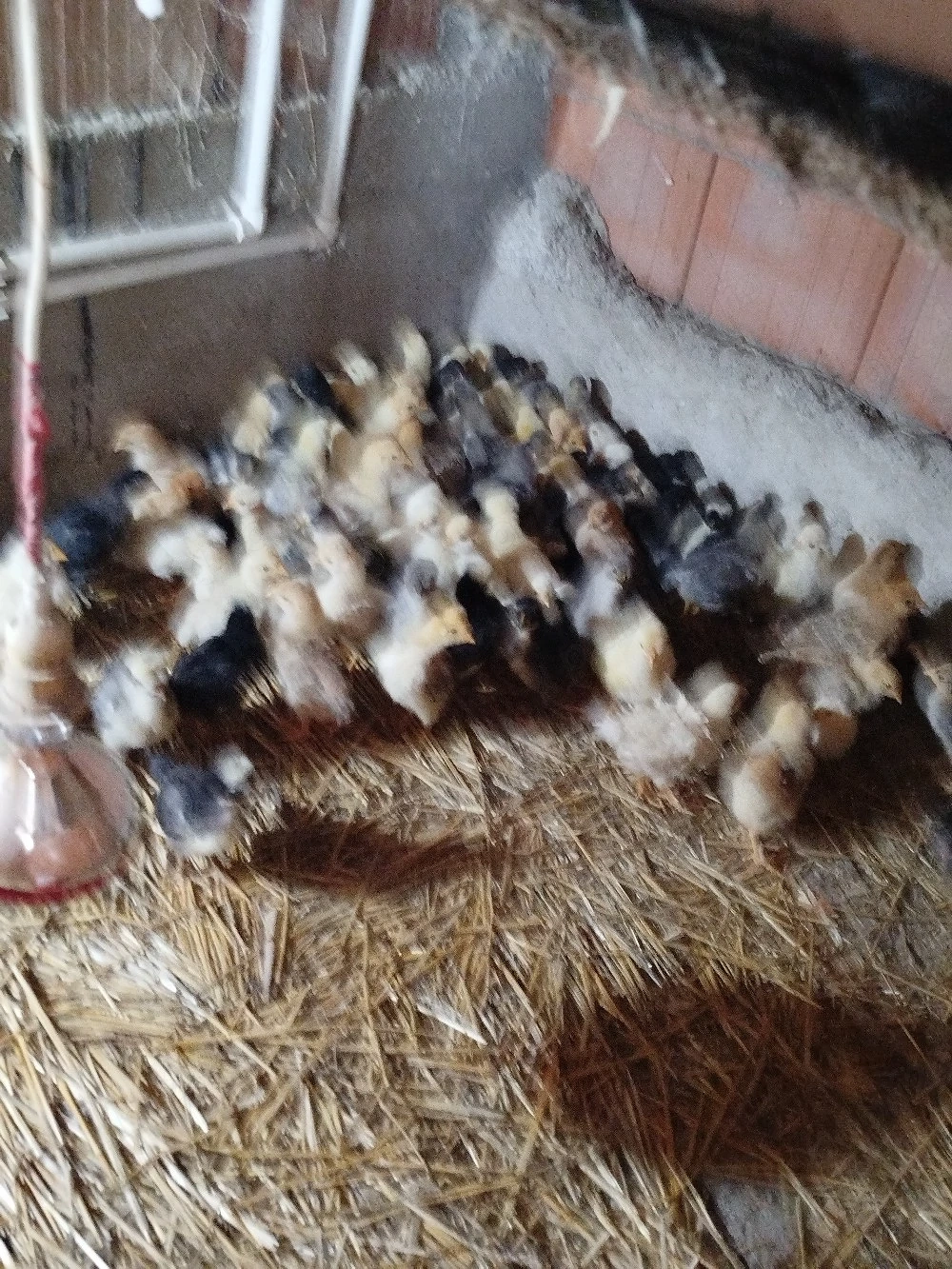 Vand pui de găină taranesti 