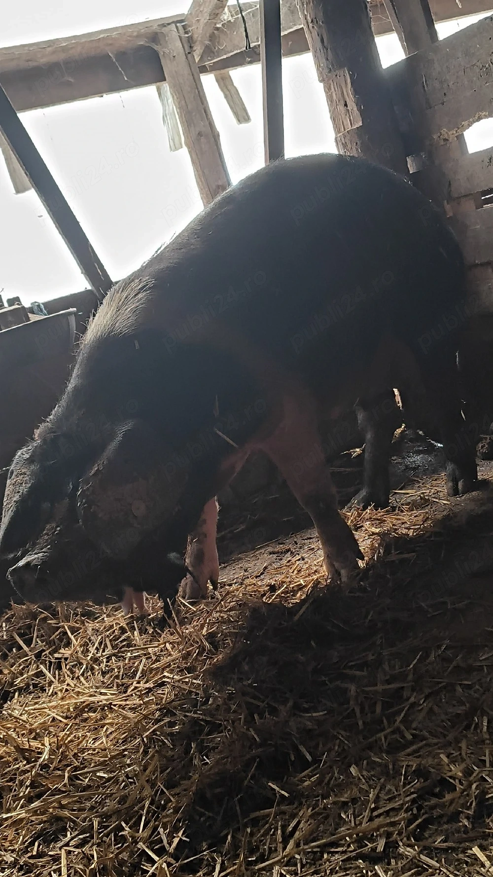 Scroafă bazna cu purcei 