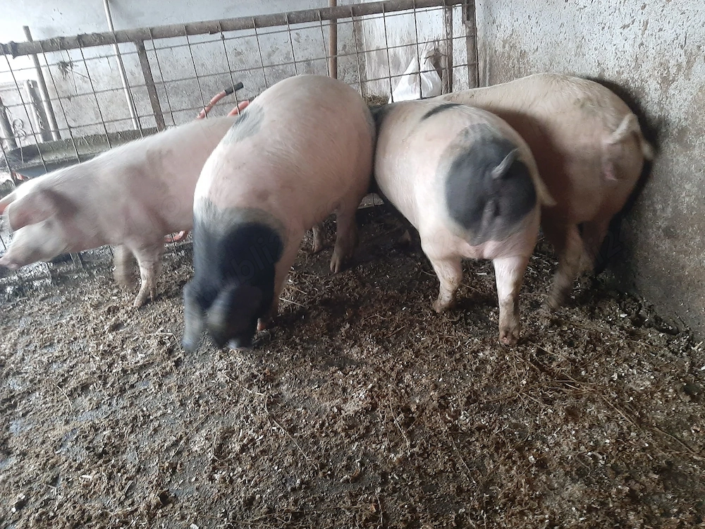 Vând porci porc - 12 lei kg