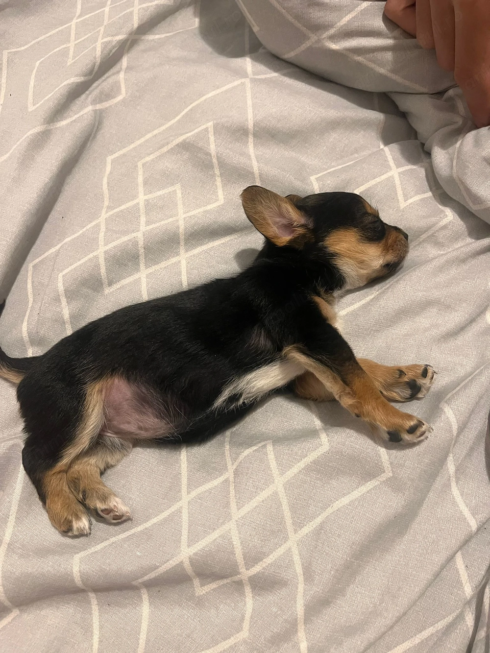 Vand teckel cu bichon de o luna