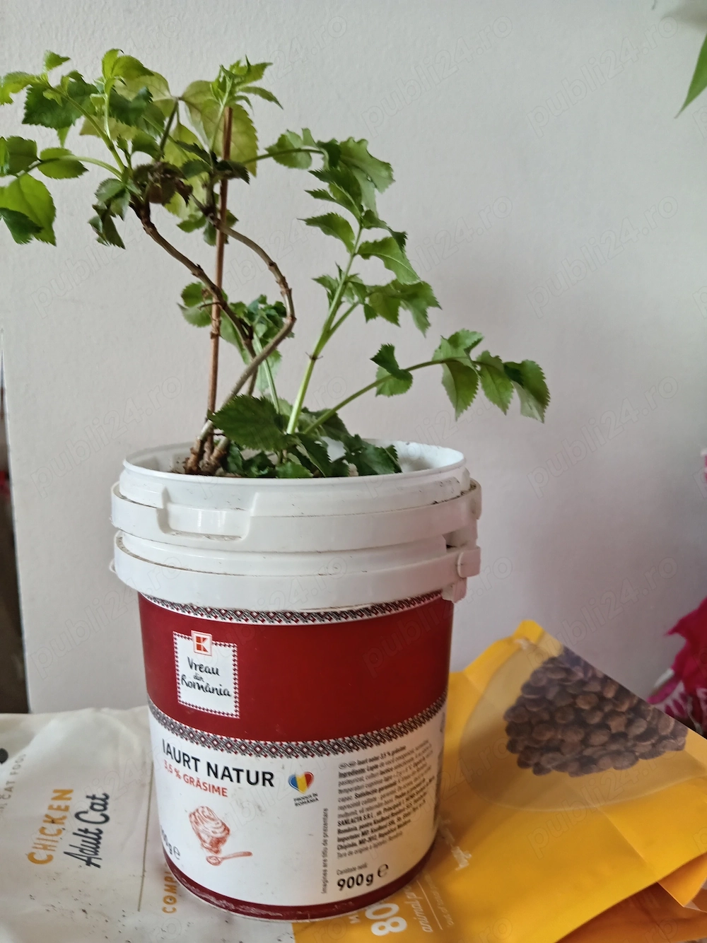 Soc (Sambucus nigra)