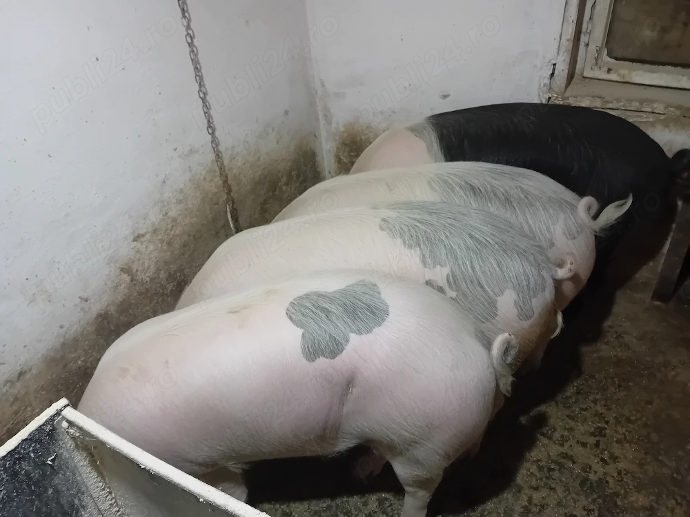 Porci de vânzare 
