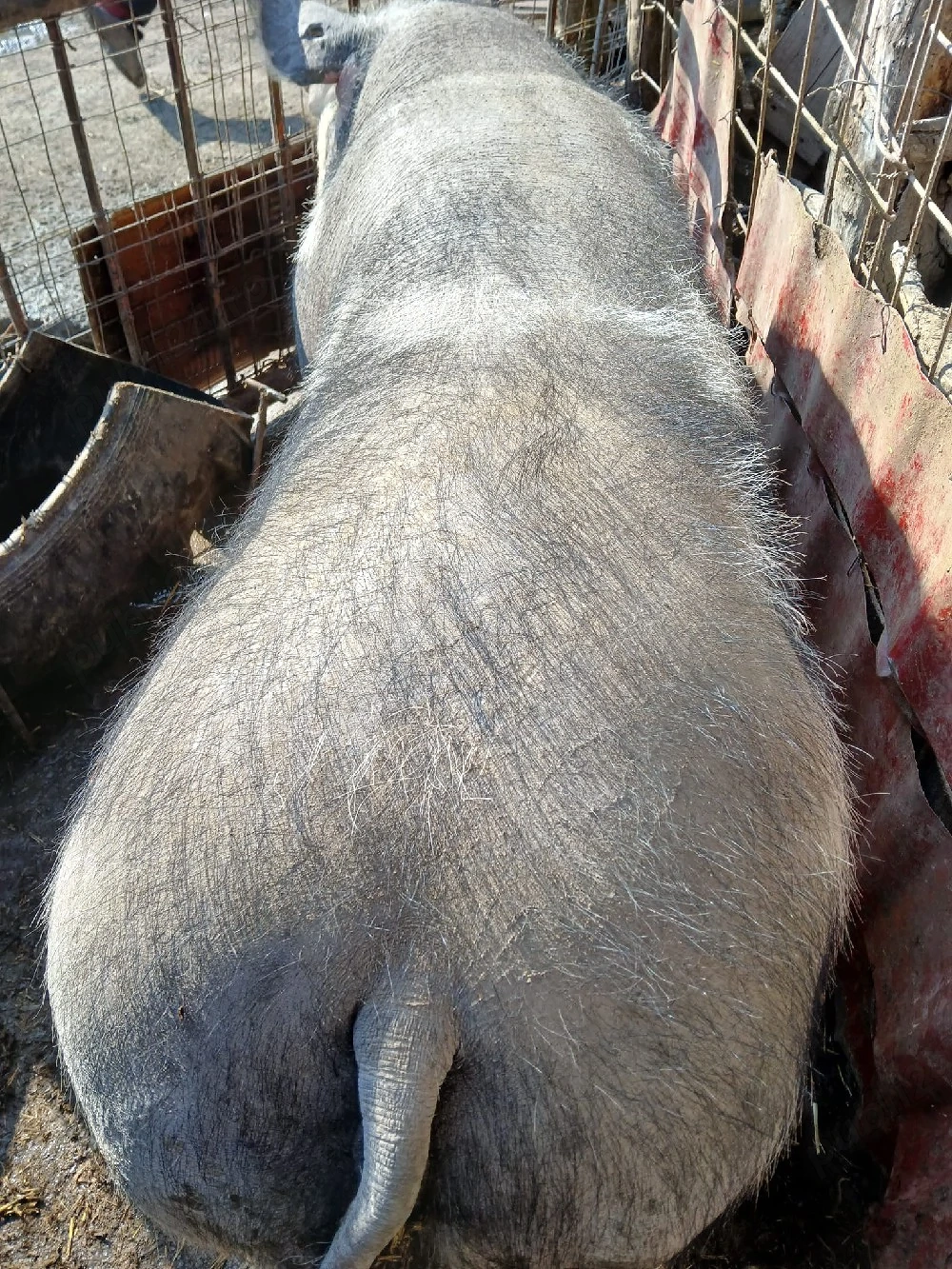 Porc mare de vanzare 