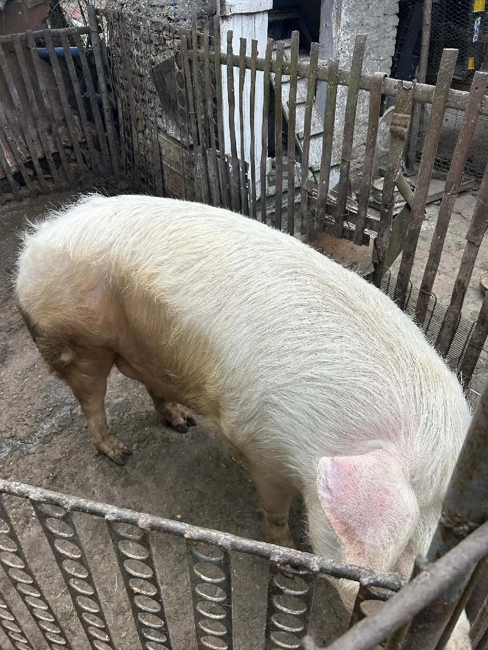 vand porc marele alb tanar