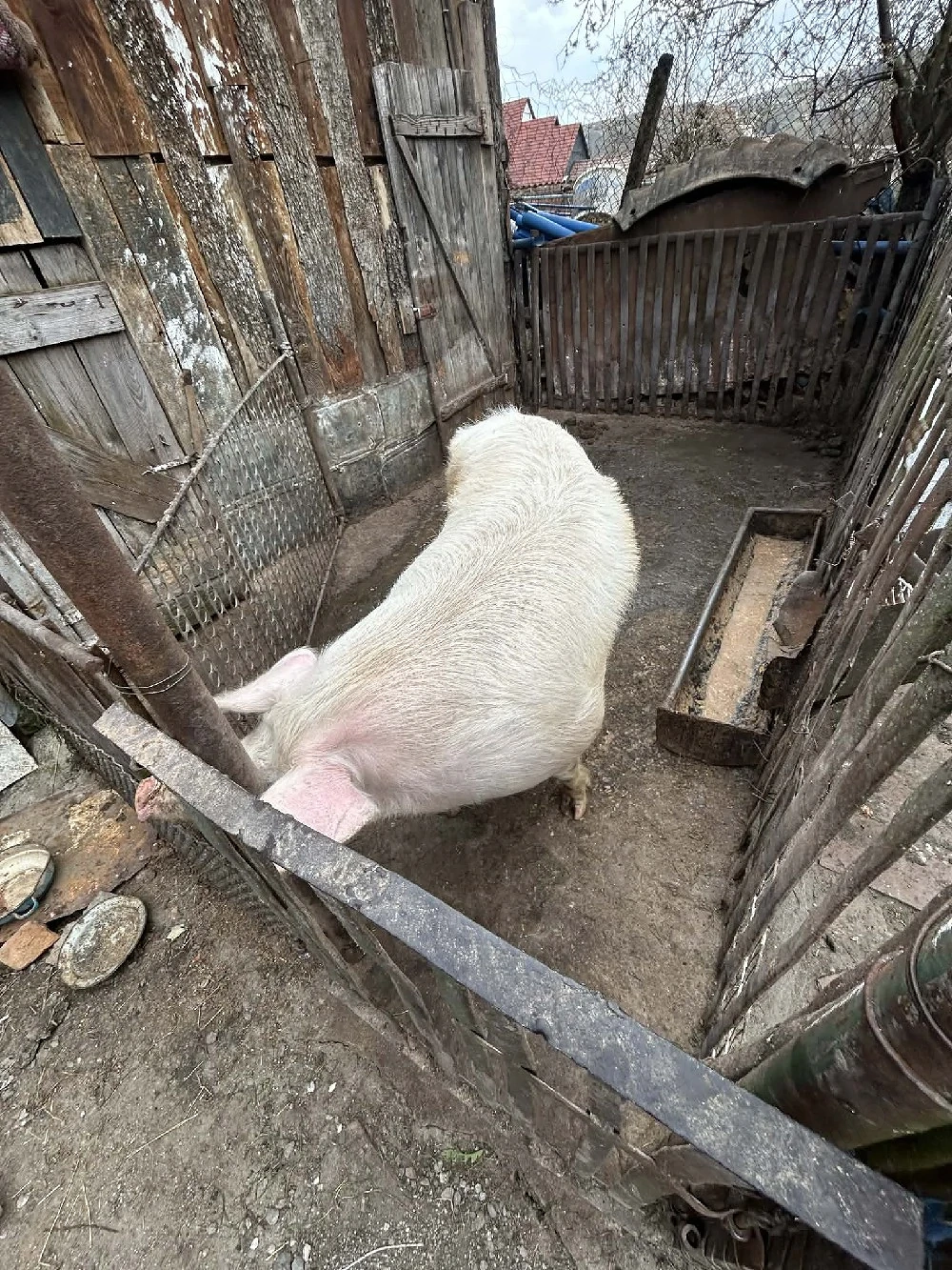 vand porc marele alb tânăr 