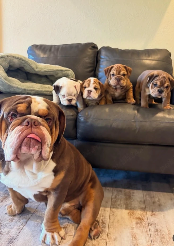 Pui de bulldog englez, cu o genetică excepțională, masculi și femele disponibile 