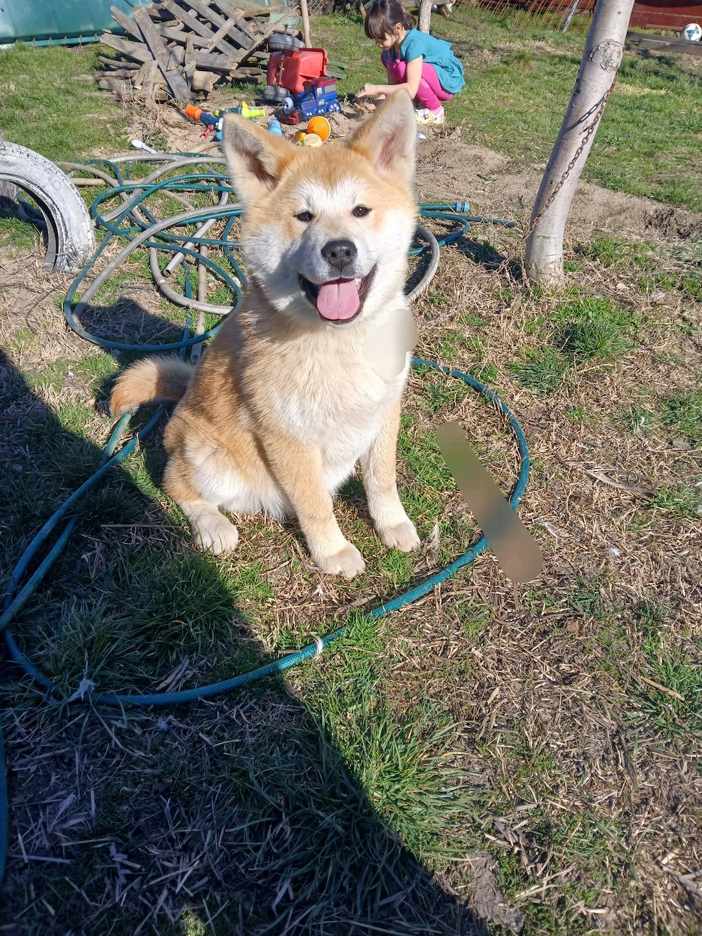 OCAZIE!!!! Akita inu la doar 300 ron