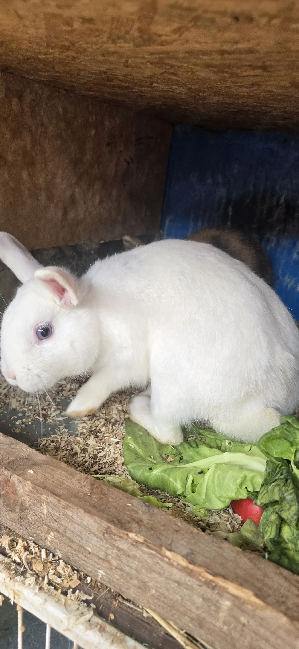 vînd iepuri mai multe rase mai multe detalii în privat 