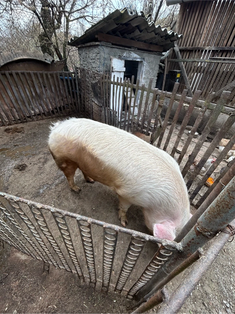 vand porc marele alb 