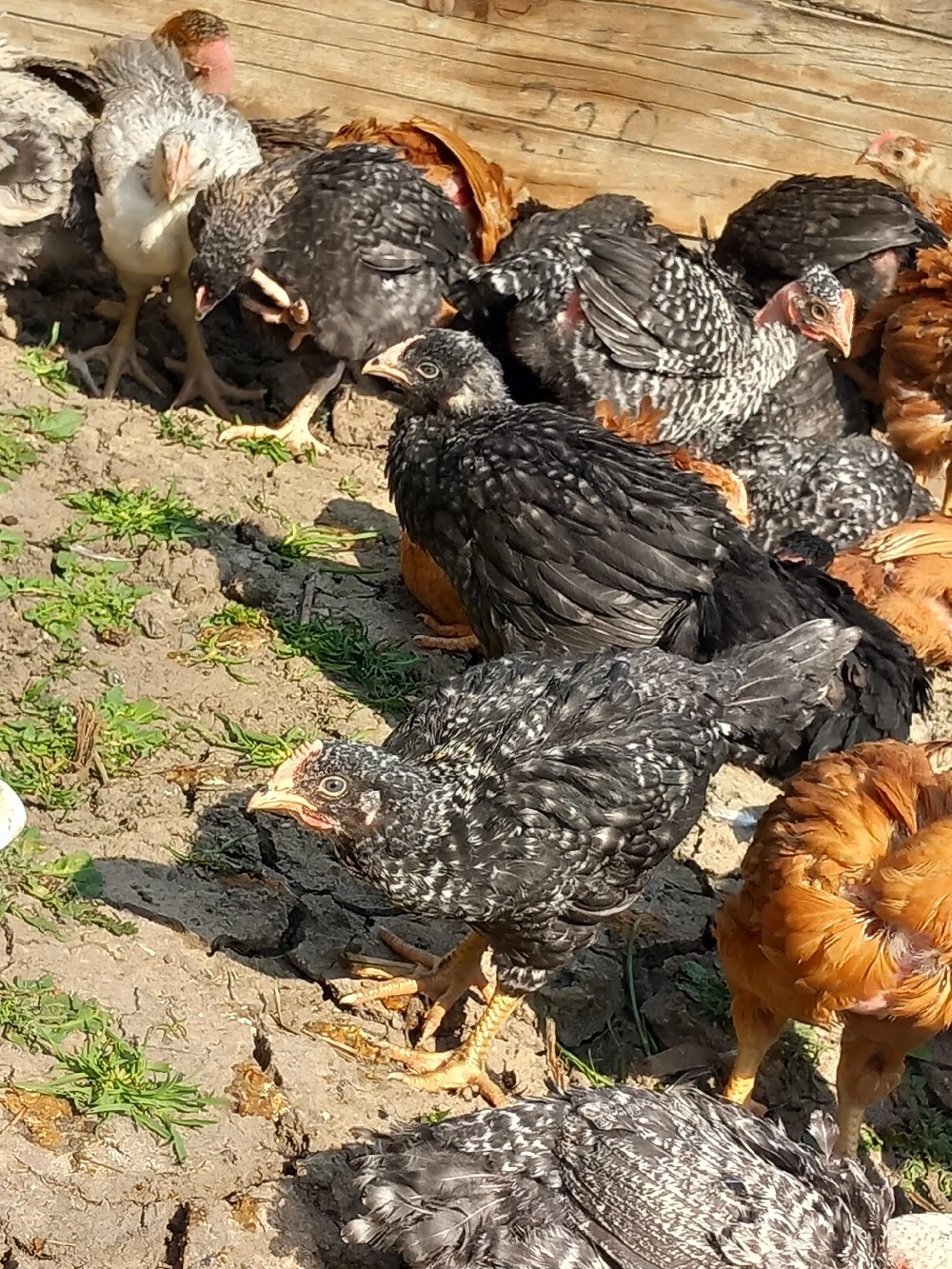 pui rasa mixta disponibili 