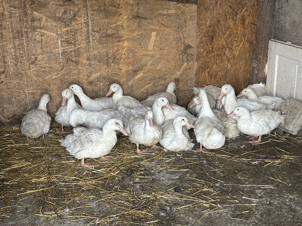 De vanzare rate de carne 