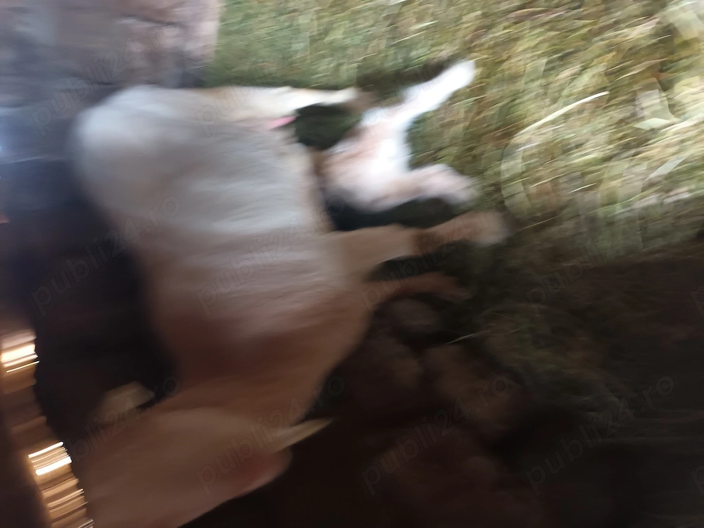 Vand capre de rasa Saanen