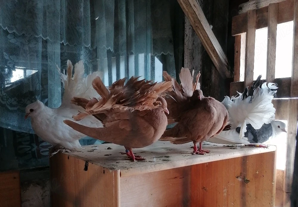 Porumbei de vânzare 