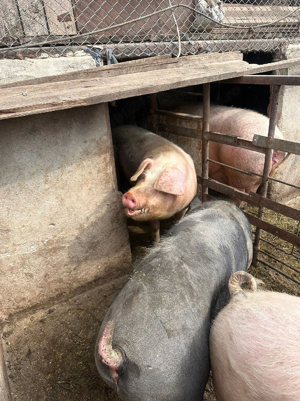 2 porci grași 100-140 kg