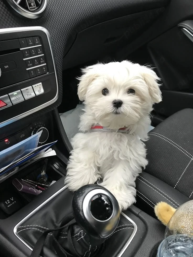 bichon maltez mini toy 