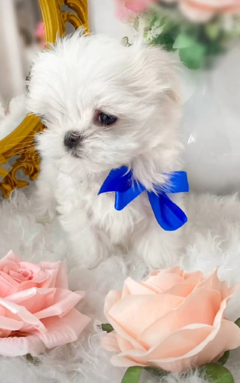 bichon maltez mini toy trecupe