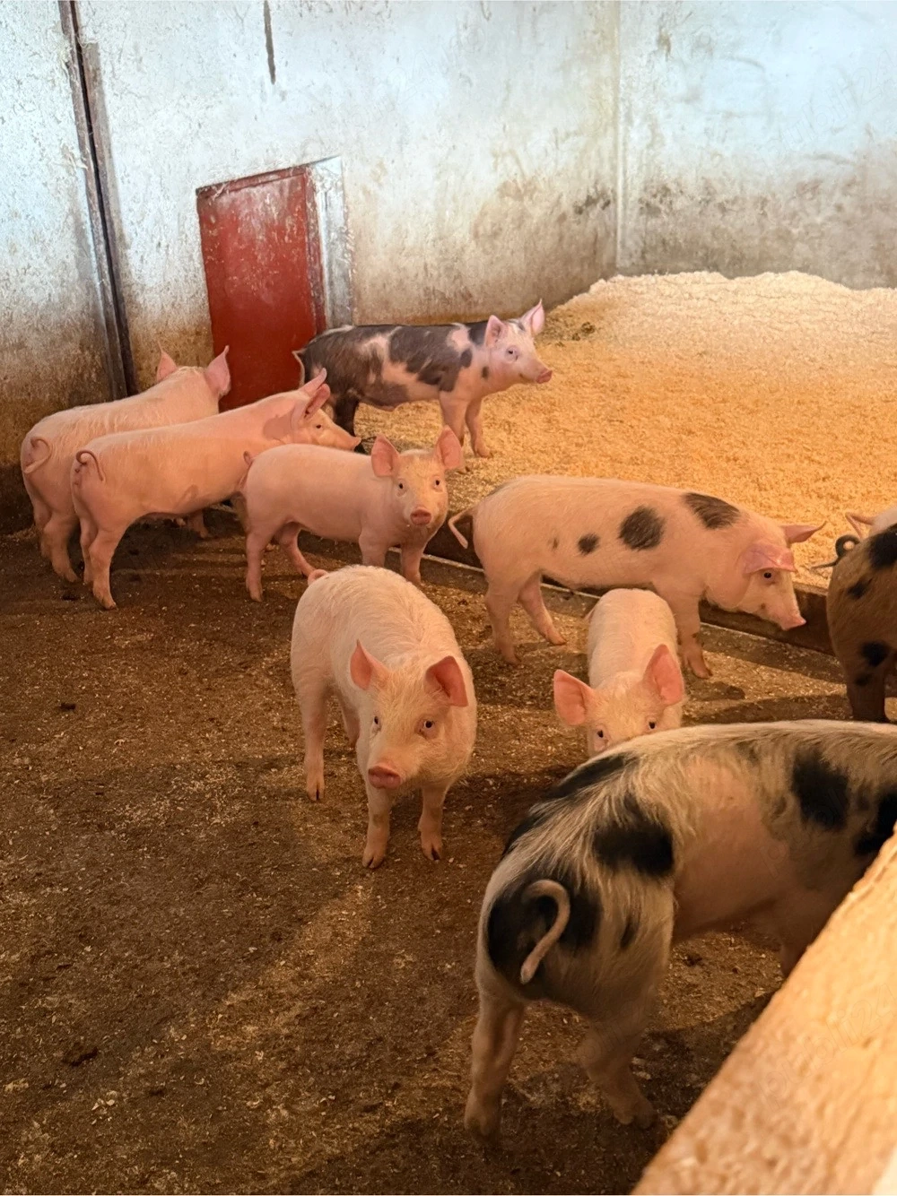 purcei soldani de vanzare