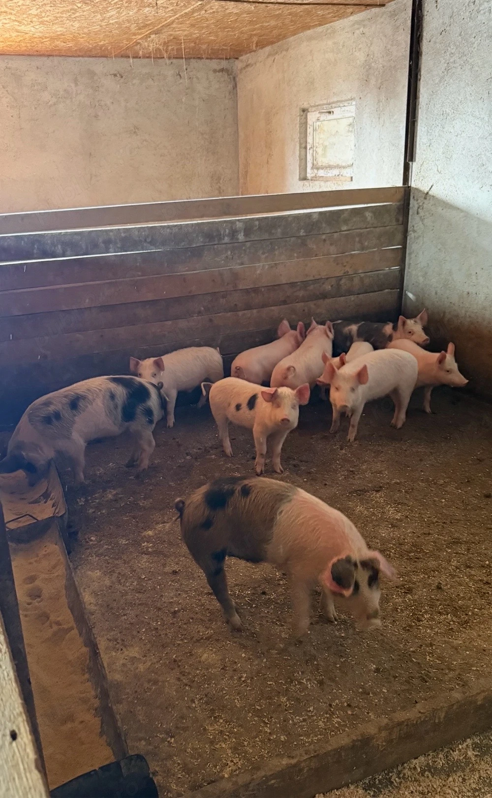 purcei soldanei de vanzare 