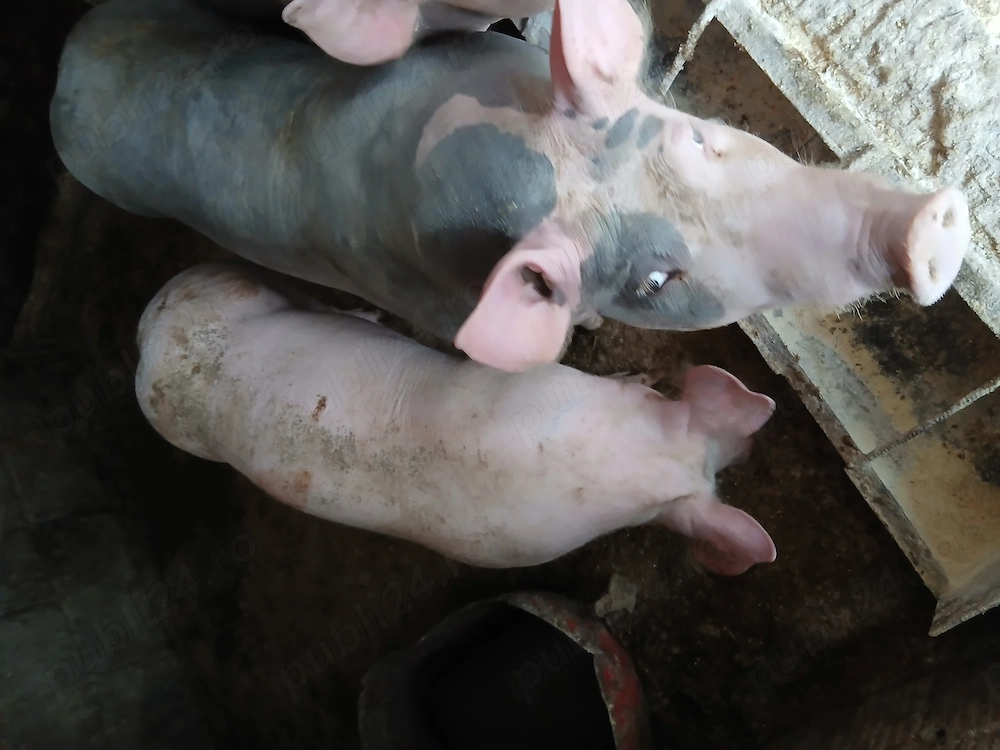 De vanzare scrofita pietrean de 45-50 kg