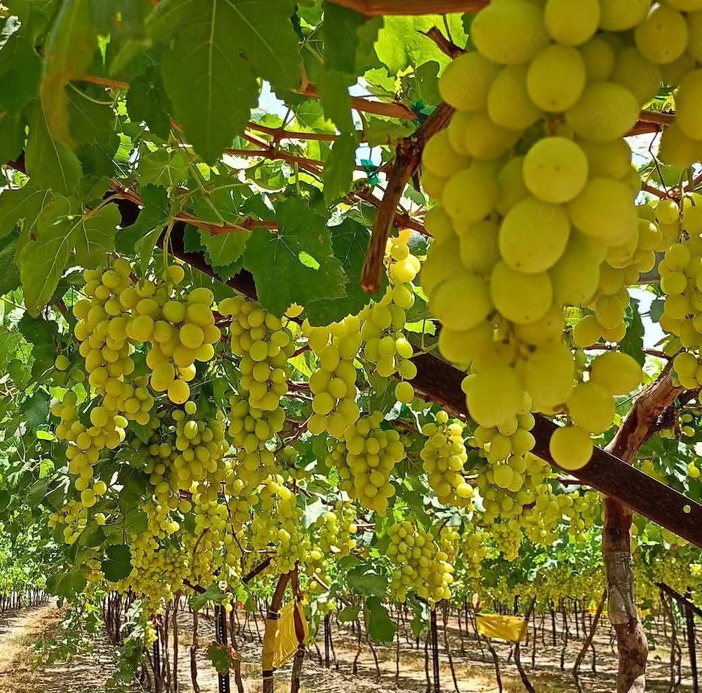 Angajăm la  cules de struguri  in franta 