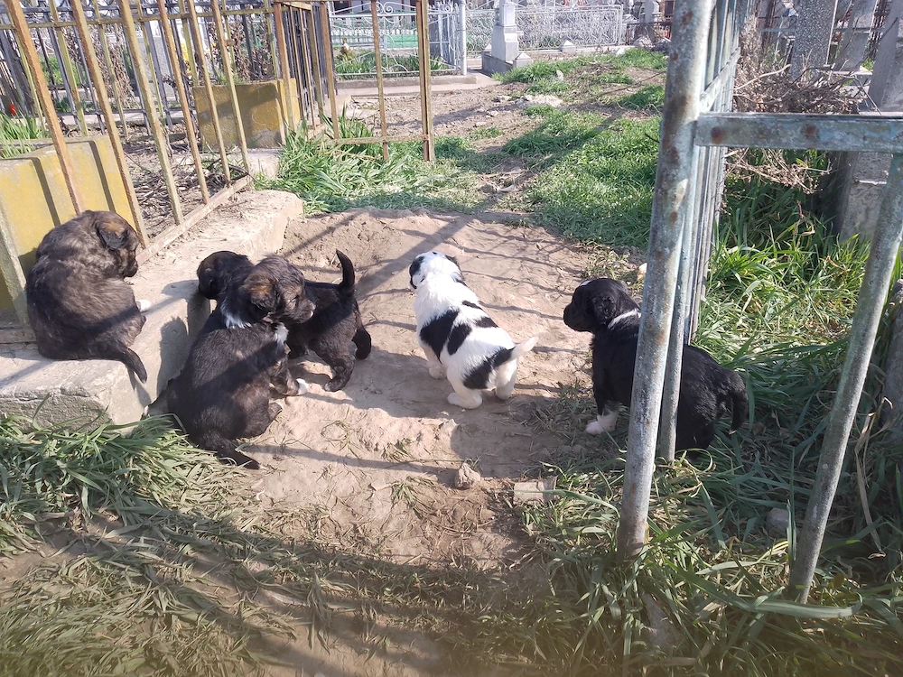 Donez căței talie mica,vârsta aproximativ 2 luni Focșani 