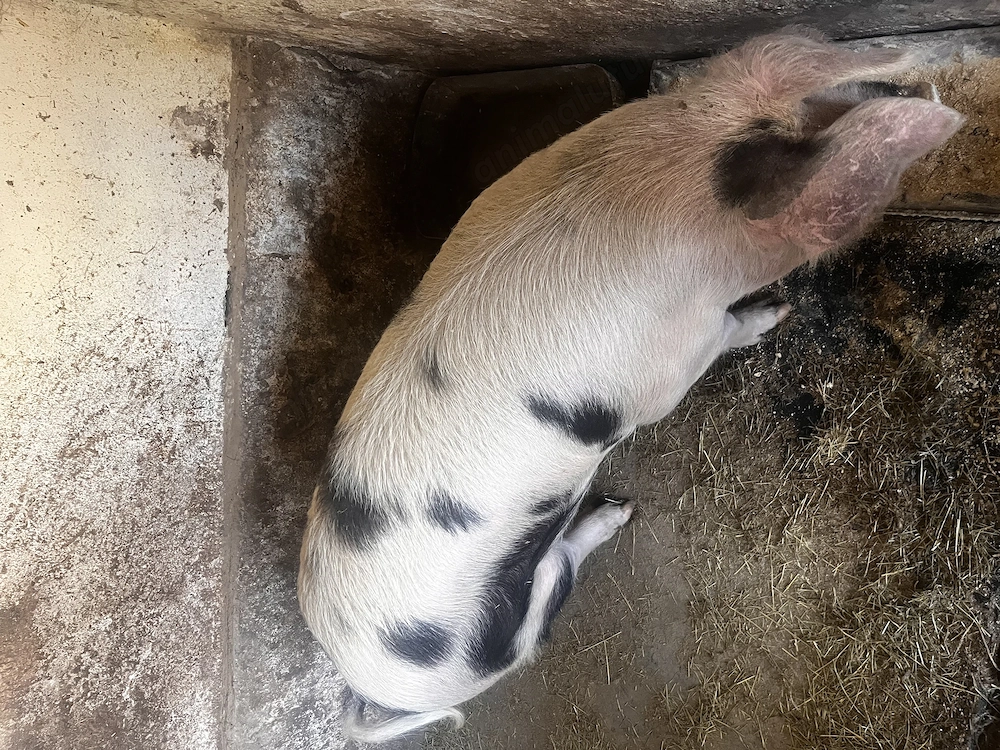 Vând porc pentru sacrificat 