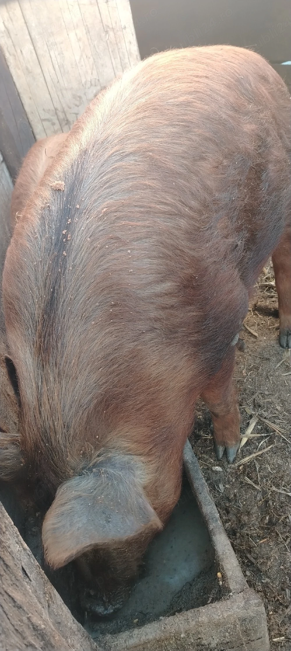 Porc castrat duroc în jur de 90 kg 17 lei în viu   jud Iași Holboca rasa duroc 