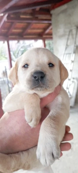 Vand Labrador Retriever 1 luna 