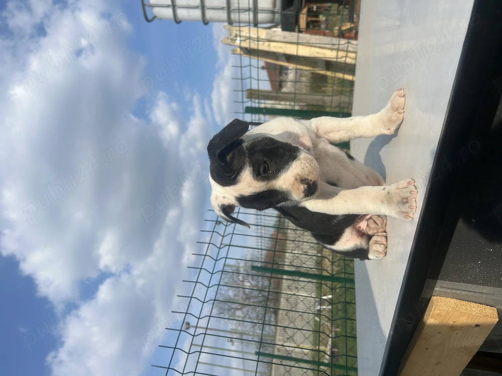 Pui amstaff(Ultimul ramas!!)