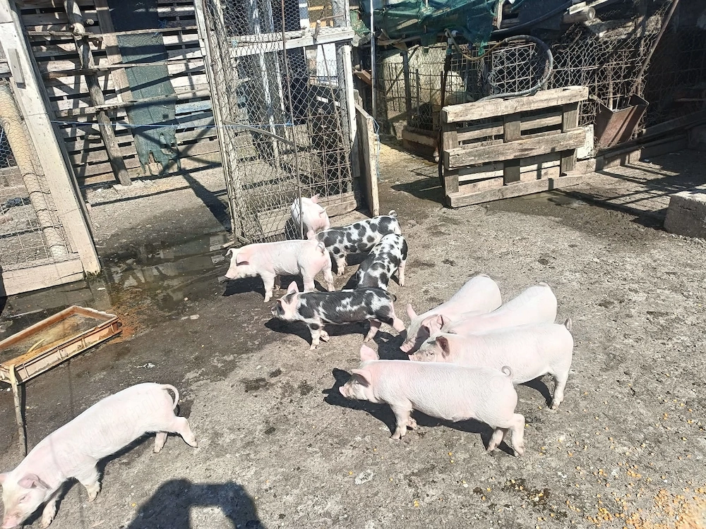 Purcei de 8 săptămâni și porci grași!