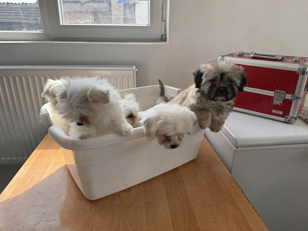 Cățeluși shitzu valabili !! 