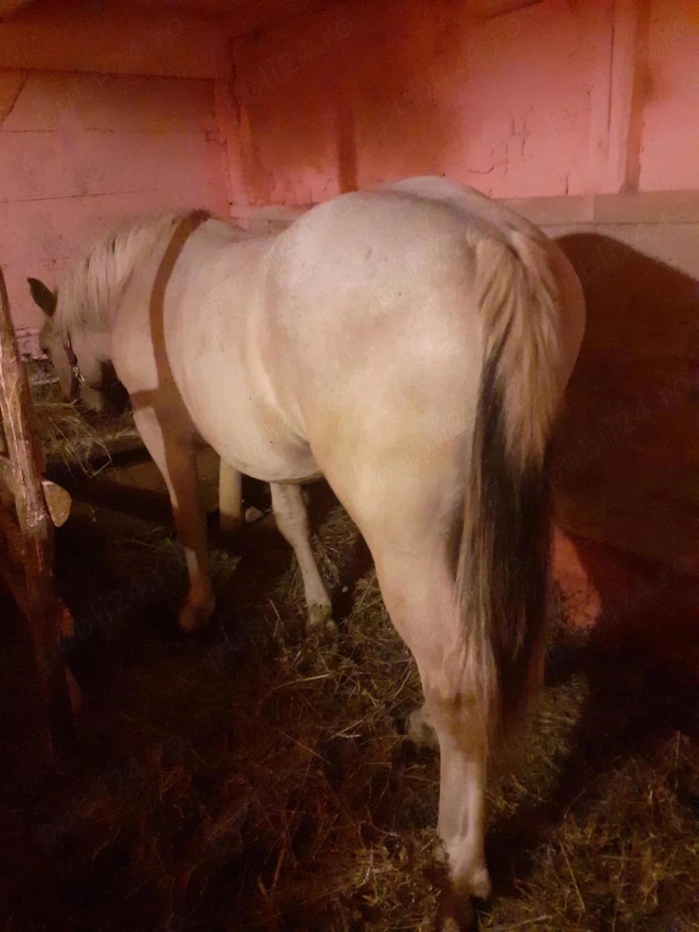 Vând manza cuminte de 1 an și 8 luni invatata la căruță 