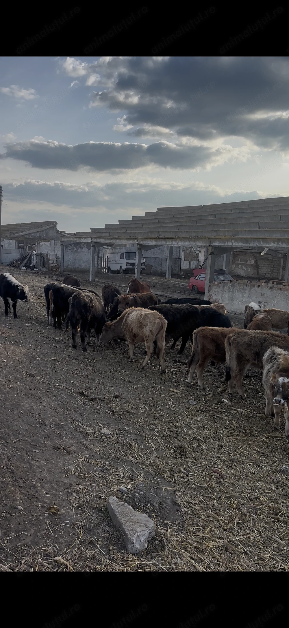 De vânzare 40 de viței,pentru mai multe detalii sunați 