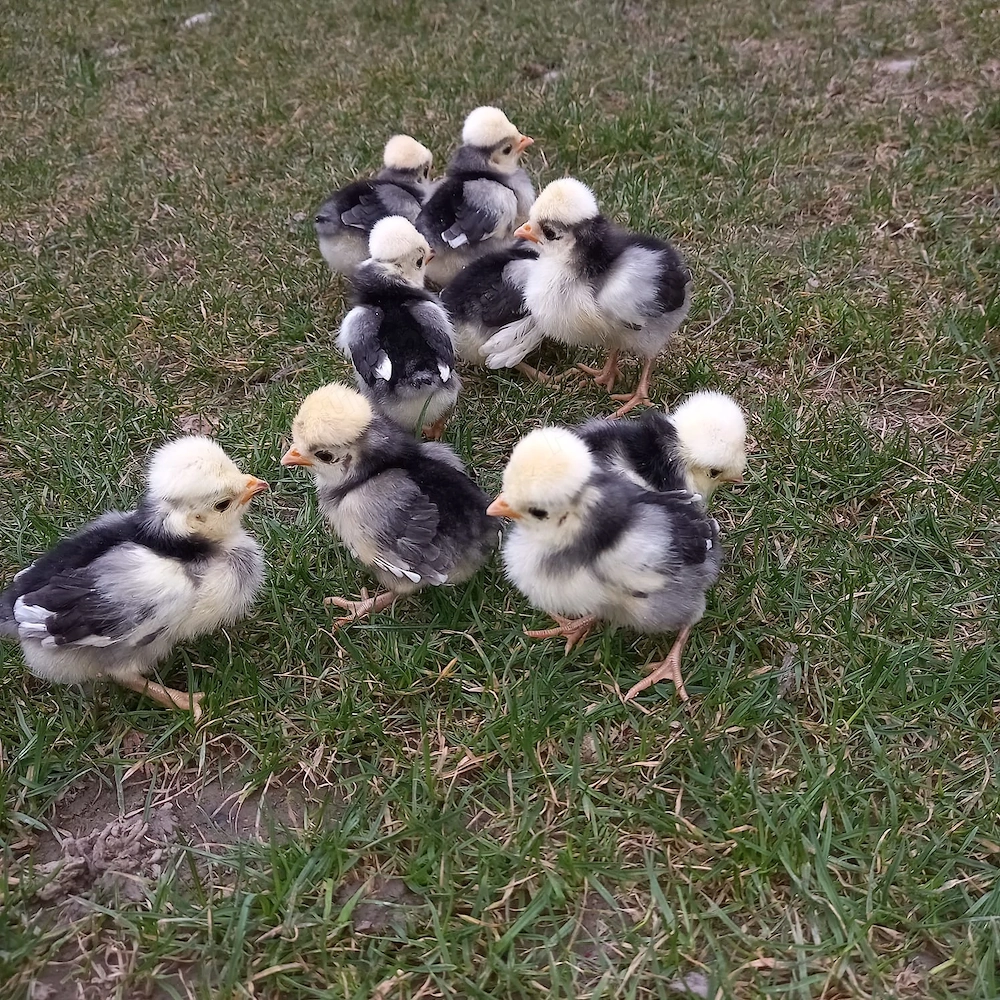 Vând ouă Moțată Olandeză