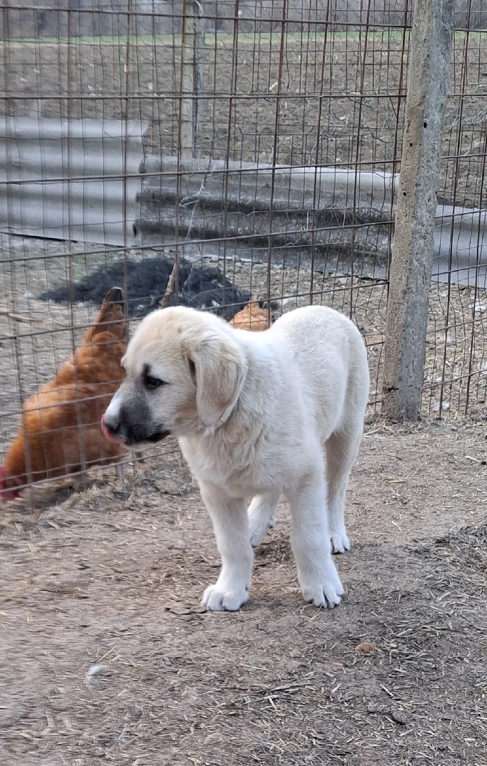 vând catel kangal 
