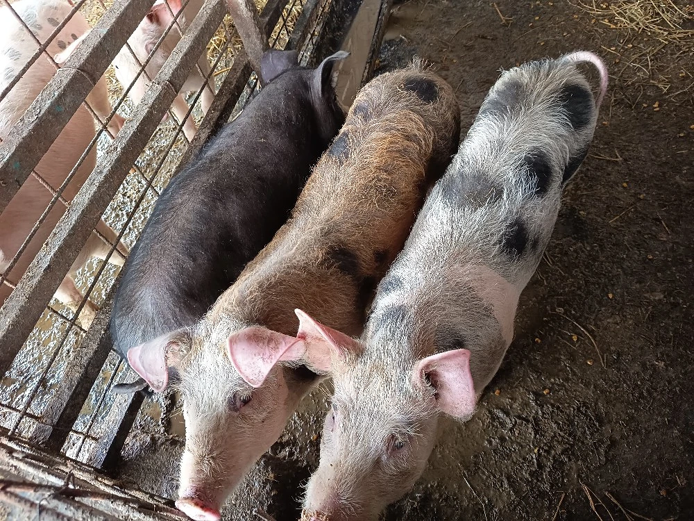 vand grasuni la pachet