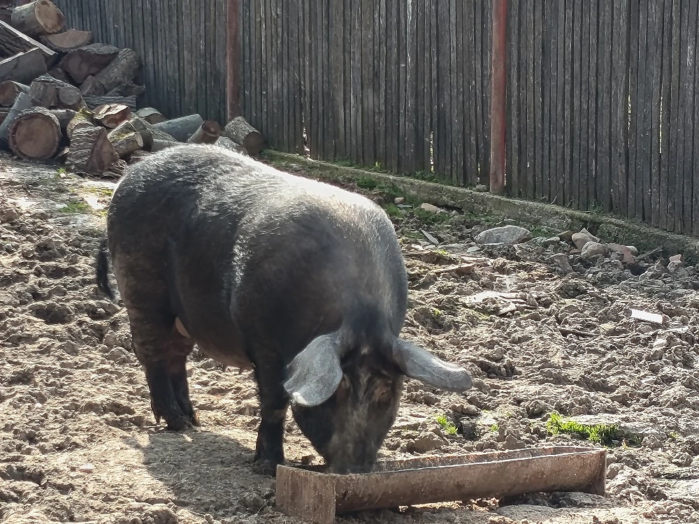 Vand porc de sacrificat .