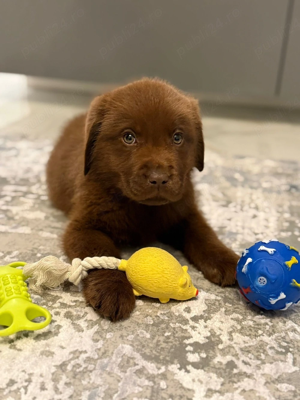 Labrador retriever 