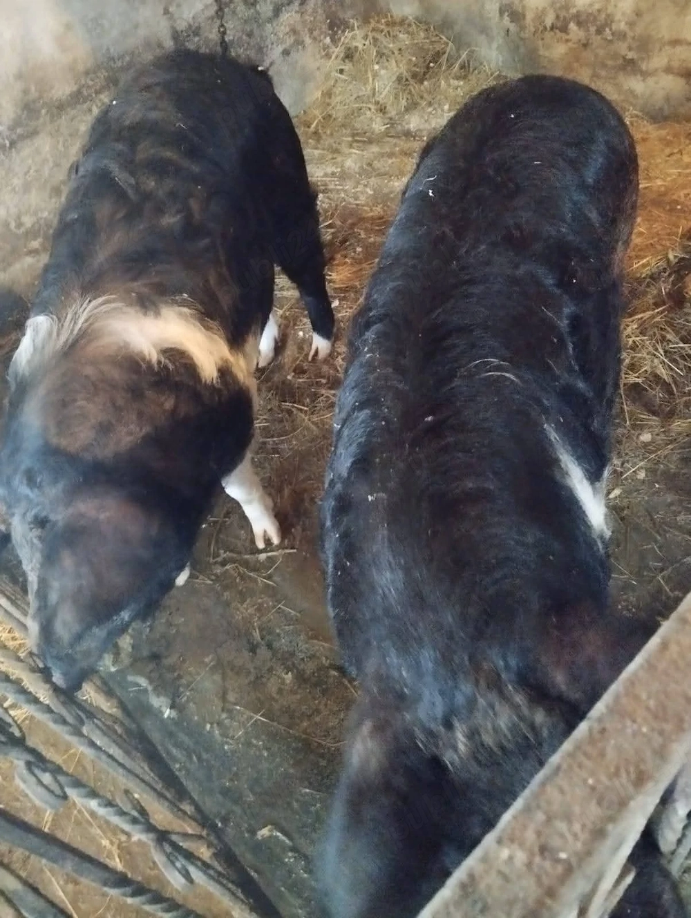 Vand mangalita si basna 