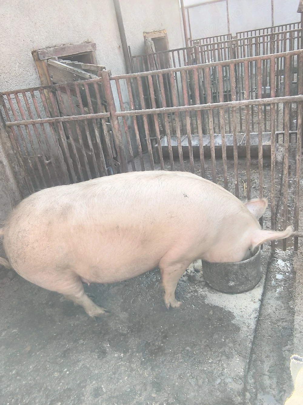 vand purcea gestanta de 3 luni 