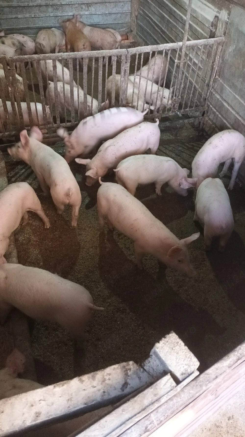 Purcei rasa de carne