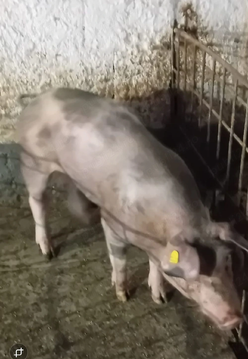 vand vier Petrain 5 luni,70 kg bun de monta provine din parinti foarte masivi 120lei 