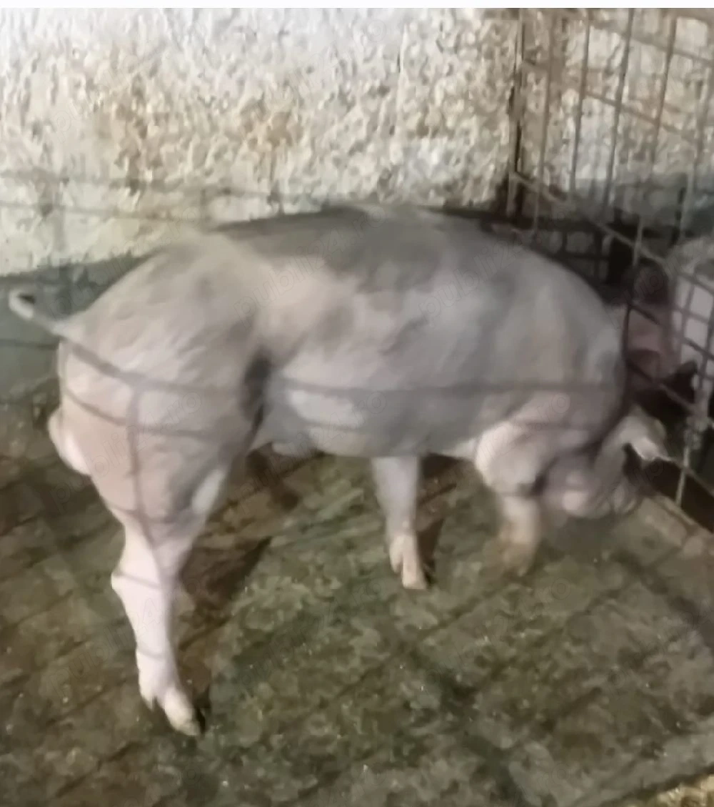 vand vier Petrain 5 luni,70 kg bun de monta provine din parinti foarte masivi 120lei 