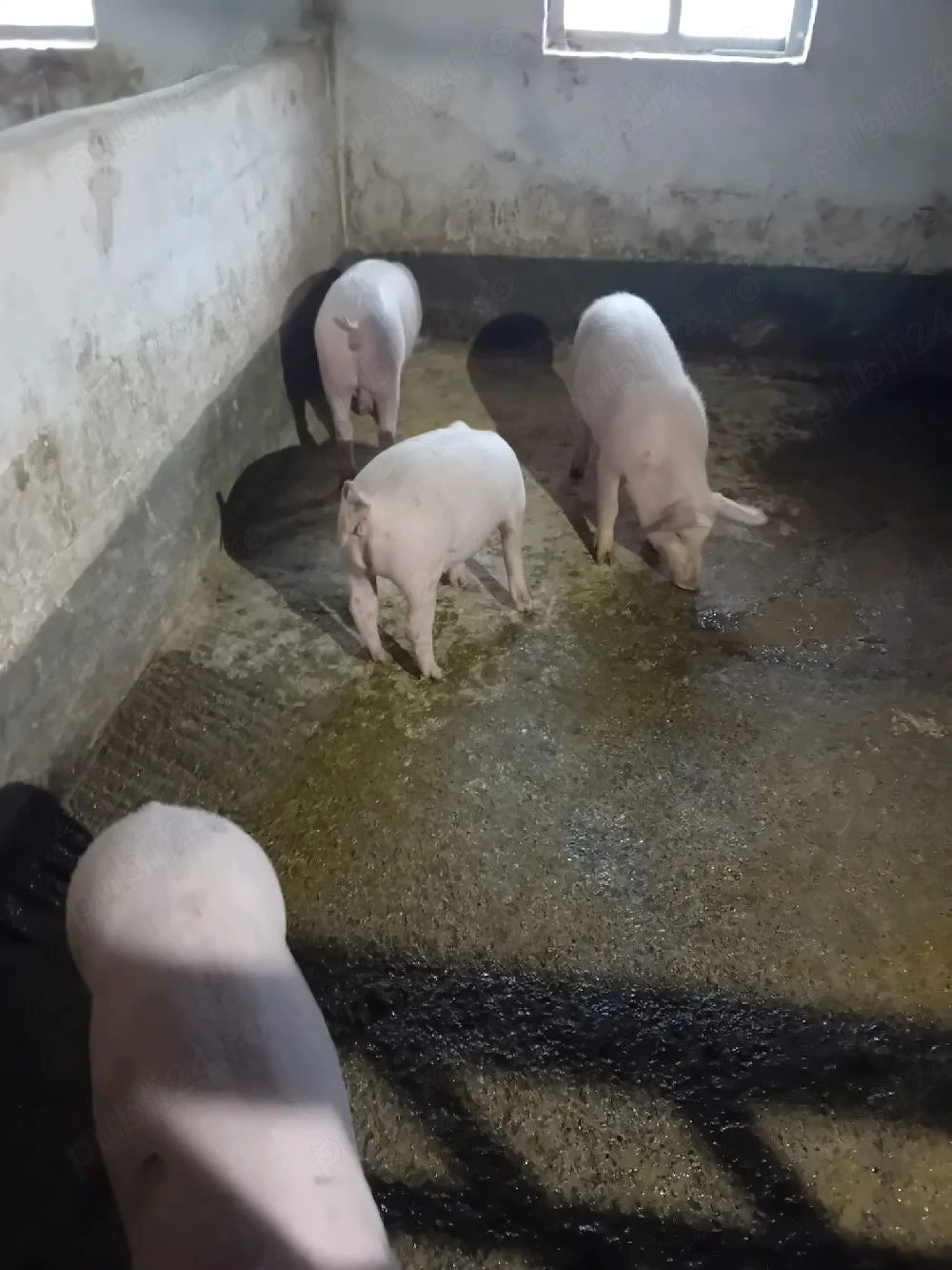 vand purcei rasa marele alb cu pic 25-35 kg 600 buc si 3 buc petrain la 35 kg buc 600 