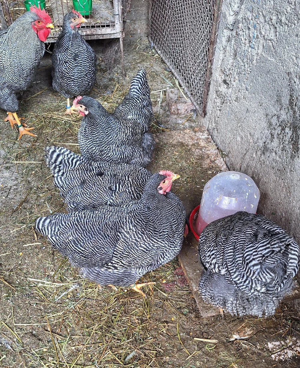 Plymouth rock-ouă incubat