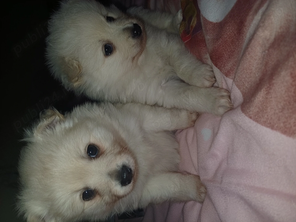 Vind pui spitz german