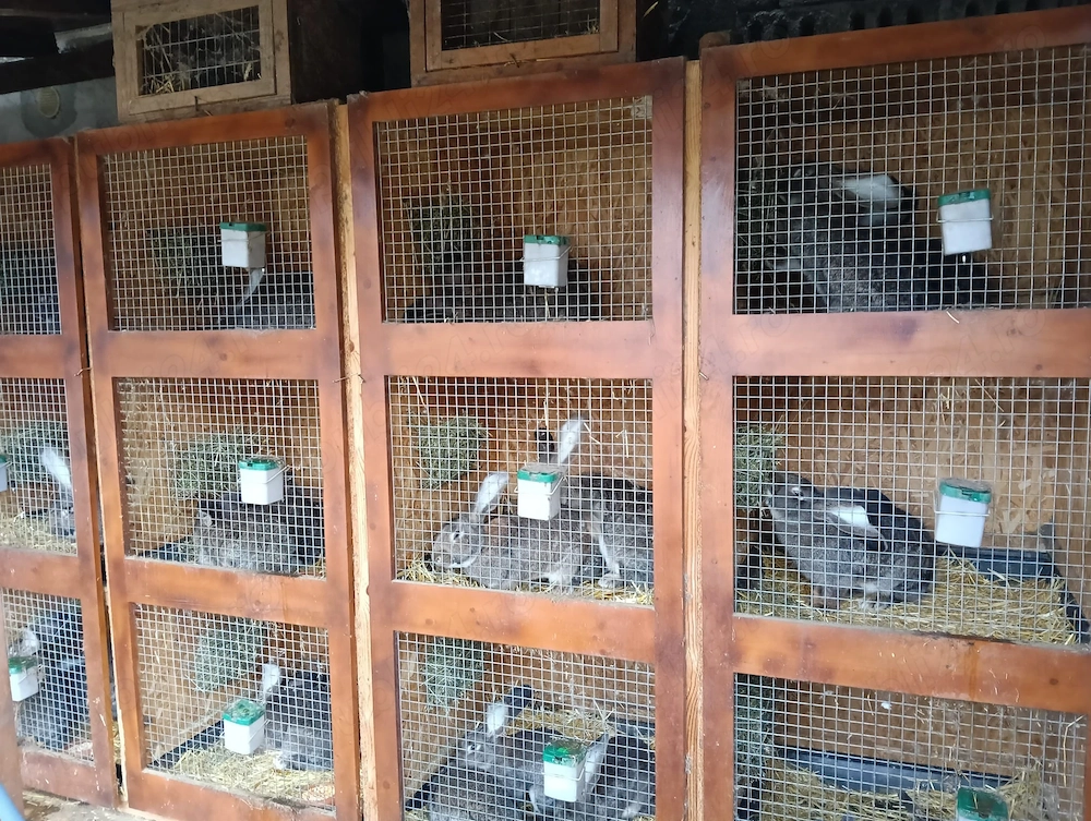 Iepuri uriaș german, femele californian