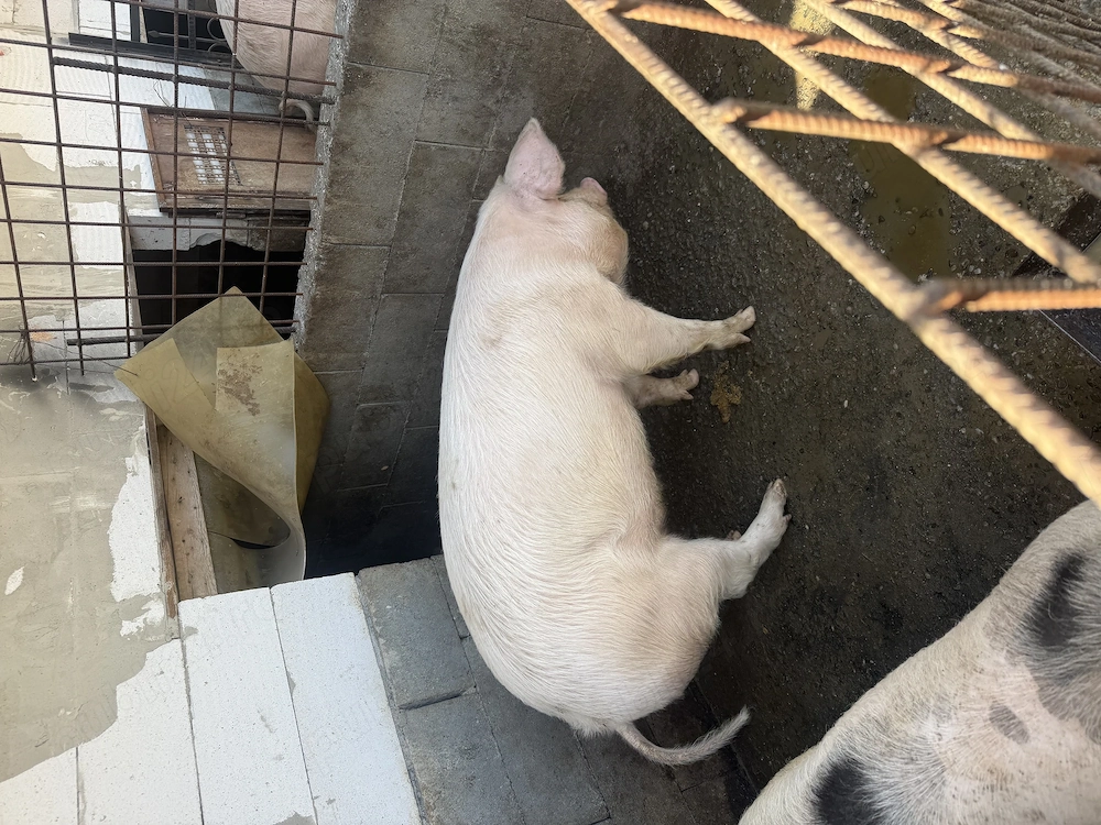 De vanzare 2 soldani