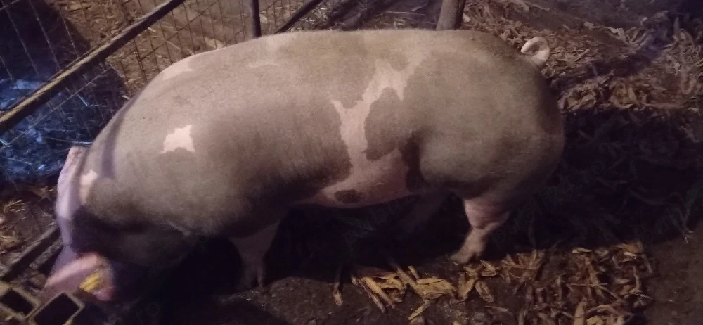 Vand porc pietrain